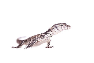 Timor Monitor Lizard, Varanus timorensis, on white