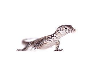 Timor Monitor Lizard, Varanus timorensis, on white