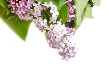 Wall murals Lilac blooming lilac tree branch selective focus soft blur toned photo spring flower