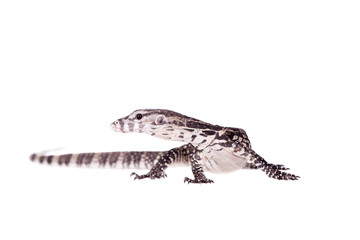 Timor Monitor Lizard, Varanus timorensis, on white