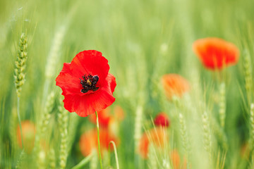 Beautiful poppy in a field of wheat