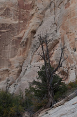 Dry tree in Canyon