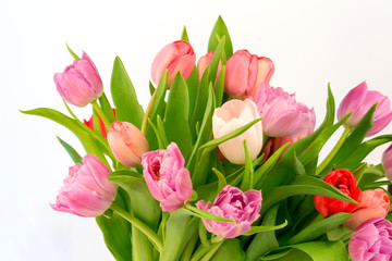 bouquet of tulips isolated on white background selective soft focus toned photo