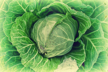 kale - a useful vegetable diet