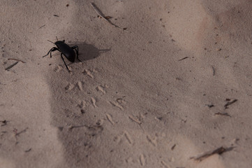 Käfer im Sand