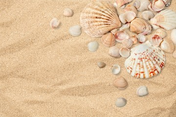 Fototapeta na wymiar Shell, Sea, Backgrounds.