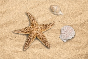Fototapeta na wymiar Shell, Sand, Starfish.