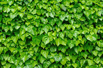 Green ivy leaves background