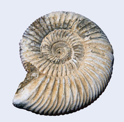 Pyretised ammonite fossil
