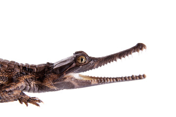 The false gharial , Tomistoma schlegelii, on white