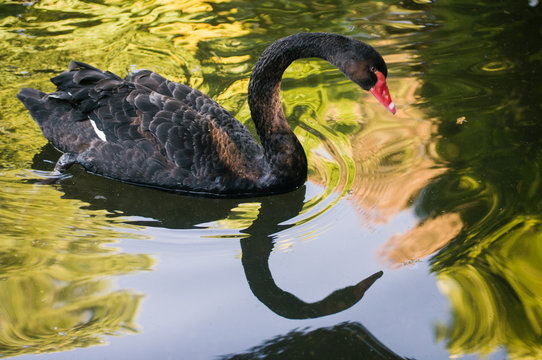 Black swan swimming in a colorful pond