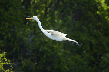Egret flying past dark foliage in a Florida swamp.