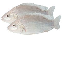 tasty white tilapia fish