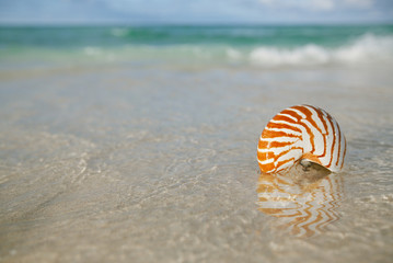 nautilus shell on white beach sand, against sea waves