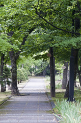 Fototapeta premium 夏の公園