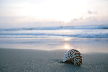 nautilus sea shell on golden sand beach in  soft sunrise ight