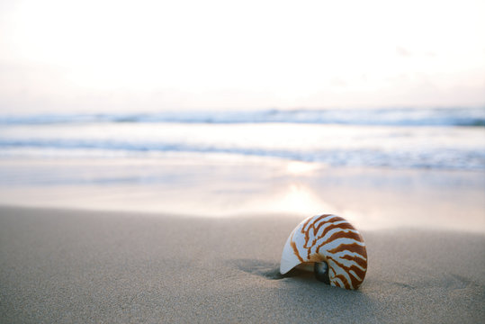 nautilus sea shell on golden sand beach in  soft sunrise ight