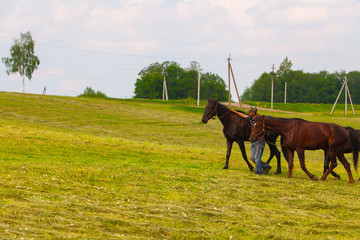 Fototapeta na wymiar Shepherd is brown horses on the field