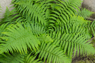 Fern leaves