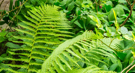 Fern leaves