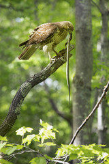 Red tail hawk with garter snake in a tree, Connecticut.