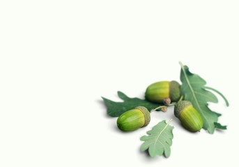 Acorn, acorns, oak.