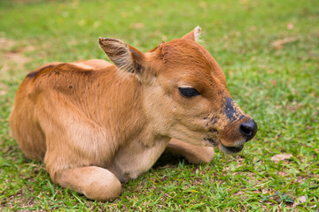 Baby cattle