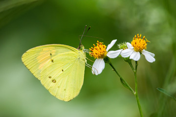 Portrait of butterfly - Yellow Orange Tip