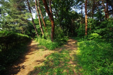 森林のなかの分かれ道