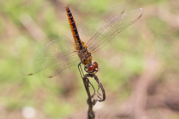 Portrait of dragonfly - Coastal Glider