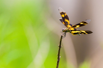 Portrait of dragonfly - Variegated Flutterer