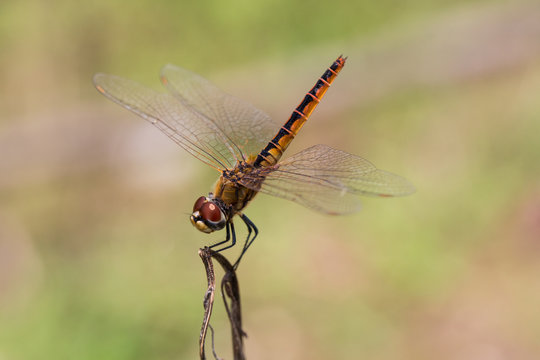 Portrait of dragonfly - Coastal Glider