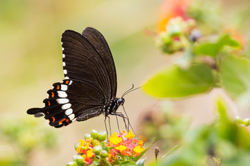 Common Mormon eating on Lantana flower