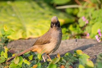 Masked Laughingthrush (Garrulax perspicillatus) standing on stone