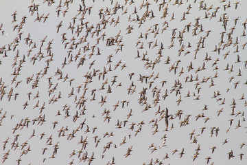 Large group of birds flying in sky