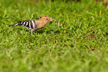 Eurasian hoopoe eating bug