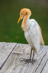 Bubulcus ibis standing on wood pier