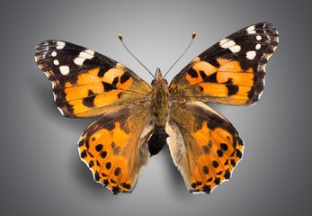 Naklejka premium Butterfly, Insect, Wing.