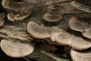 mushroom