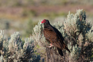 A Turkey Vulture perched on a wooden post enjoying the morning sunlight.