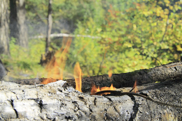 Start a fire in the wild forest