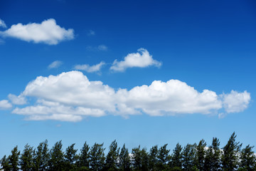 Nice blue sky and cloud and pine tree