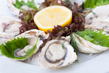 Oyster