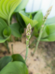 グリーンアスパラガス