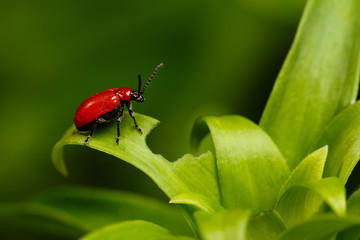 Red Scarlet lily Beetle on Plant