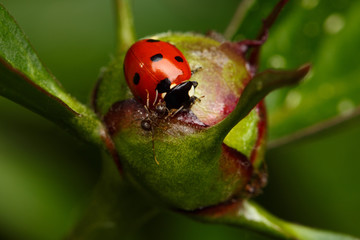 Ant Attack Ladybug on Flower Bud