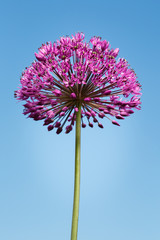 Naklejka premium Giant Purple Allium Flower on Blue Sky