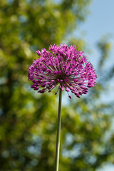 Giant Purple Allium Flower in  Garden