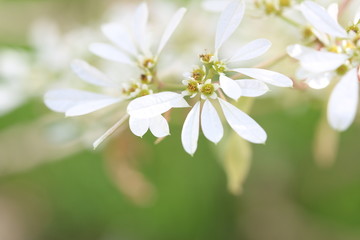 Euphorbia Leucocephala Flowers