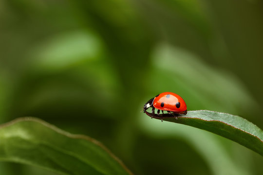 Ladybug on Grass on  Green Background